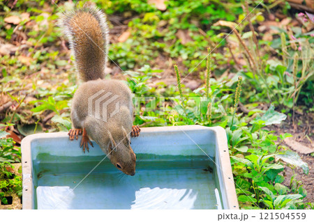 水を飲むニホンリス 121504559