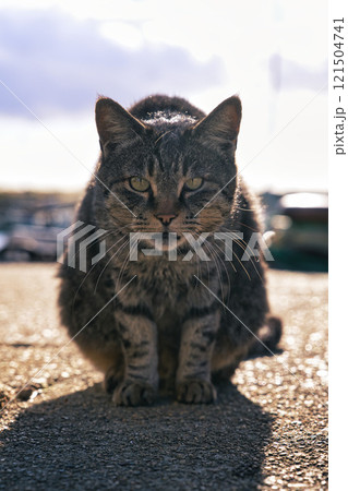 日間賀島の猫 121504741