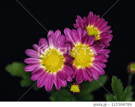 小菊のクローズアップ 小菊のクローズアップ 121504789