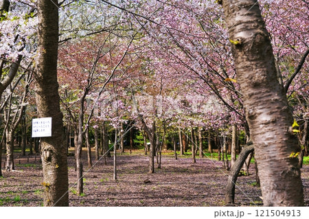 北海道札幌市 桜の名所 円山公園の風景 121504913