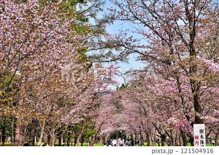 北海道札幌市 桜の名所 円山公園の風景 121504916