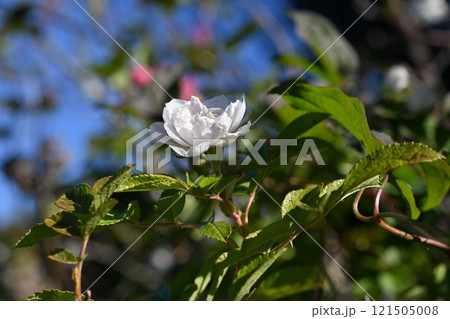 ハマナスの花と実 ハマナスの花と実 121505008