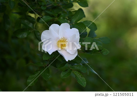 ハマナスの花と実 ハマナスの花と実 121505011