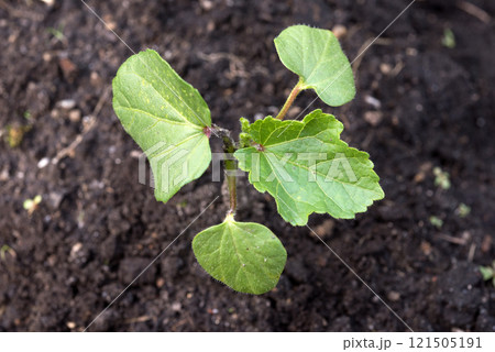 オクラの若い株 オクラの若い株 121505191