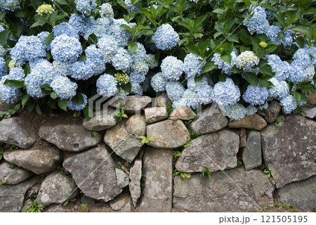 石垣の上の水色の紫陽花の花 121505195