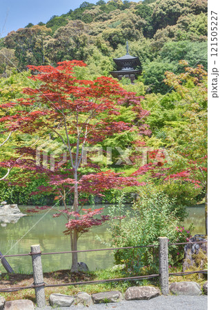 永観堂の多宝塔と紅葉 121505227