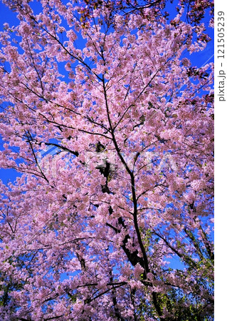 北海道札幌市 円山動物園の桜の木 北海道札幌市 円山動物園の桜の木 121505239