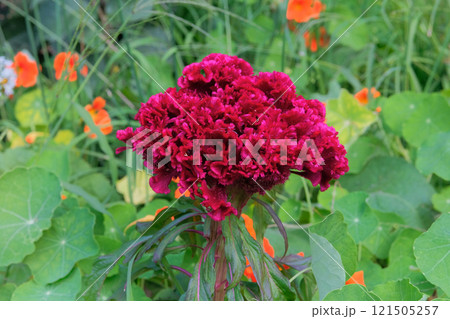 Celosia cristata is cultivated as an ornamental plant. Red flower in meadow. Grows well in sunny and shaded areas. Sunny day. 121505257