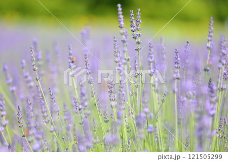 爽やか ラベンダーの花 爽やか ラベンダーの花 121505299