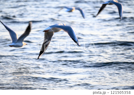 海辺を飛ぶカモメ　西宮市香櫨園浜で撮影 121505358