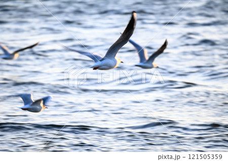 海辺を飛ぶカモメ　西宮市香櫨園浜で撮影 121505359