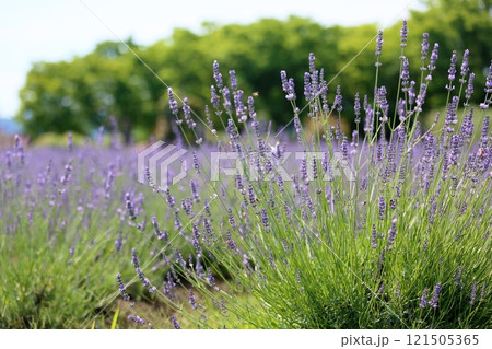 爽やか ラベンダーの花 爽やか ラベンダーの花 121505365