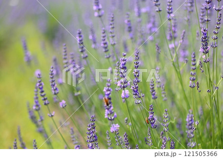 爽やか　ラベンダーの花 121505366