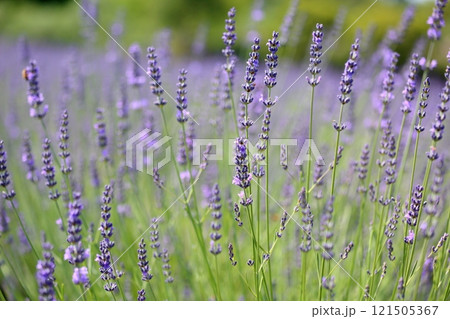 爽やか　ラベンダーの花 121505367