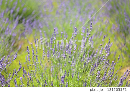爽やか　ラベンダーの花 121505371