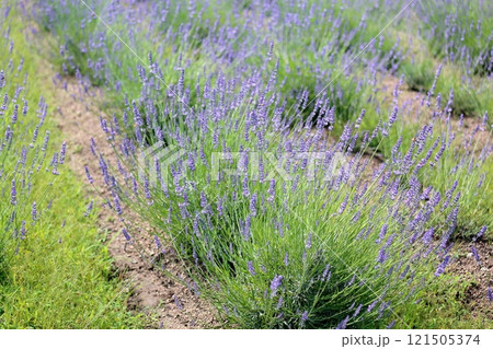 爽やか　ラベンダー畑 121505374