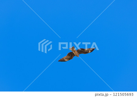 青空を飛ぶトンビ 121505693
