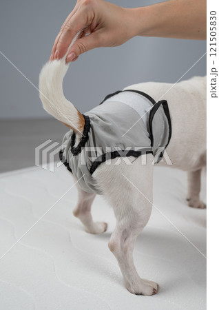 Dog in panties. Reusable diapers for animals.  121505830