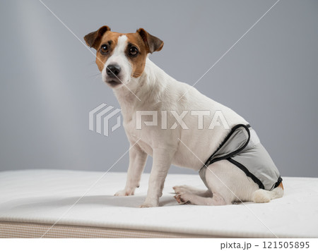Jack Russell Terrier dog sits on bed in reusable diapers.  121505895