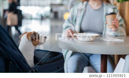 A Caucasian woman is having lunch in a cafe with her dog in a stroller. Close-up portrait of a Jack Russell Terrier. A Caucasian woman is having lunch in a cafe with her dog in a stroller. Close-up portrait of a Jack Russell Terrier. 121505921