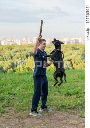 Pit bull terrier jumps for a stick. Guy training a dog. Vertical photo.  121505934