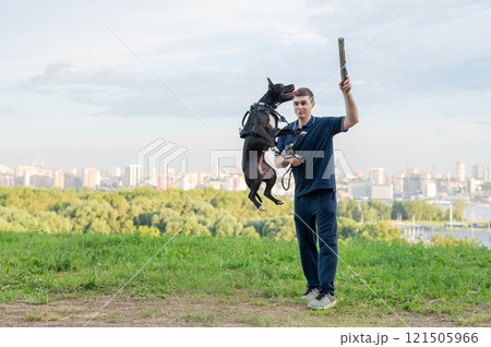 Pit bull terrier jumps for a stick. Guy training a dog. Pit bull terrier jumps for a stick. Guy training a dog. 121505966
