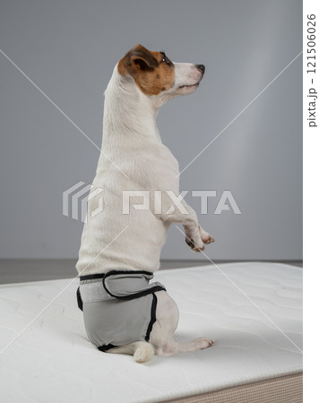 Jack Russell Terrier Dog on Bed in Reusable Diapers.  121506026