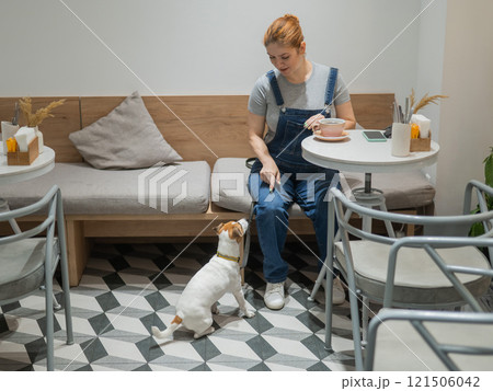 Jack Russell sits on the floor in a cafe and waits for the owner in a dog friendly cafe. Woman drinks coffee. 121506042