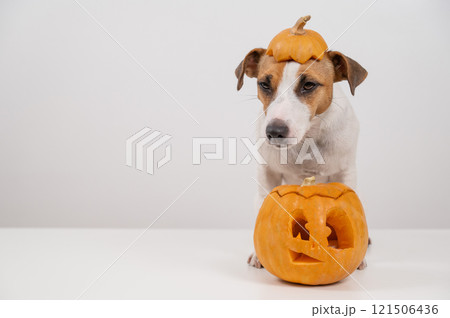 Jack Russell Terrier dog with a pumpkin cap and a jack-o-lantern on a white background. Jack Russell Terrier dog with a pumpkin cap and a jack-o-lantern on a white background. 121506436