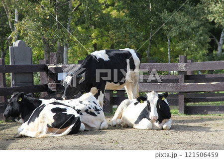 ホルスタインの放牧風景_さとらんど 121506459