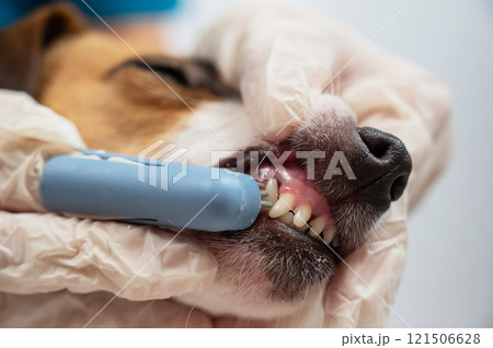 A vet is cleaning the teeth of a Jack Russell Terrier.  121506628