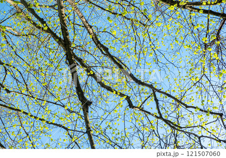 Spring Tree Branches with Fresh Green Leaves Against Blue Sky. View 121507060
