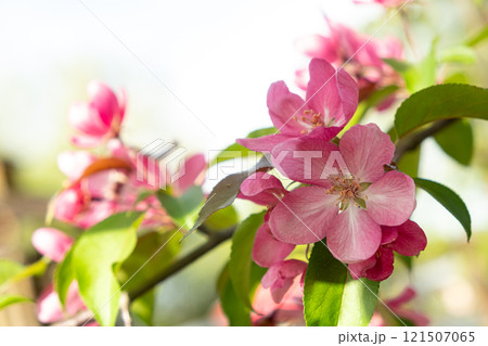 Close-Up of Pink Blossom on Tree Branch in Spring. Soft focus.  121507065