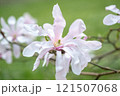 Close-up of white-pink Magnolia stellate, Siebold and Zucc, flowers of 121507068