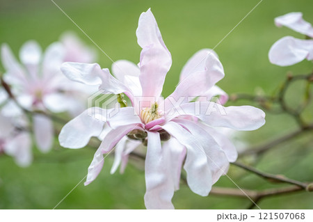 Close-up of white-pink Magnolia stellate, Siebold and Zucc, flowers of 121507068