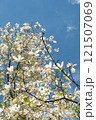 Branches of a flowering magnolia against the background of the blue 121507069
