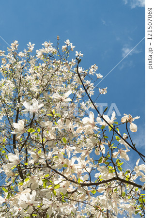 Branches of a flowering magnolia against the background of the blue Branches of a flowering magnolia against the background of the blue 121507069