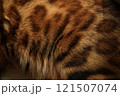 Close-up of bengal cat Fur Texture. blurred foreground. 121507074