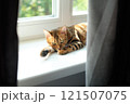 beautiful Bengal cat with bright markings rests on a windowsill 121507075