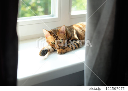beautiful Bengal cat with bright markings rests on a windowsill 121507075