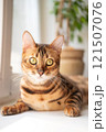 Close up Bengal Cat lies on the window and looking at the camera  121507076