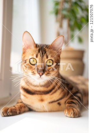 Close up Bengal Cat lies on the window and looking at the camera  121507076