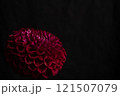 Vibrant Red dahlia Flower on Black Background. Copy space 121507079