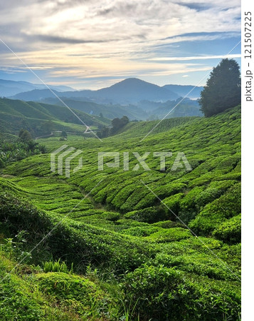 マレーシア:キャメロンハイランドの緑豊かな茶畑と山々の風景 マレーシア:キャメロンハイランドの緑豊かな茶畑と山々の風景 121507225