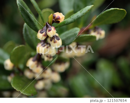12月に咲いた小さくて可憐なハマヒサカキの花 12月に咲いた小さくて可憐なハマヒサカキの花 121507654