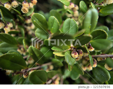 12月に咲いた小さくて可憐なハマヒサカキの花 12月に咲いた小さくて可憐なハマヒサカキの花 121507656