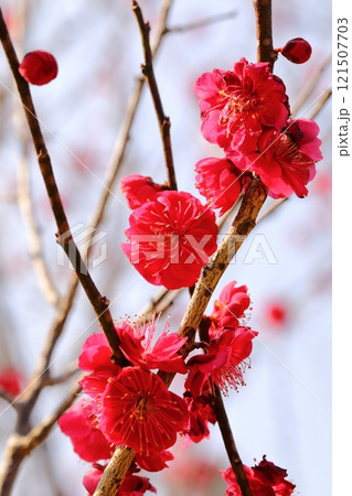 赤い梅の花 赤い梅の花 121507703