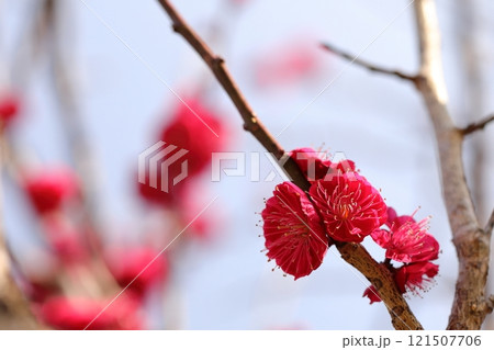 赤い梅の花 121507706