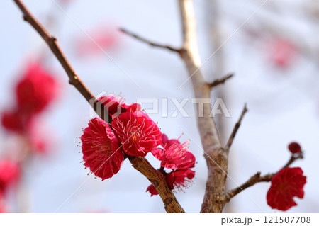 赤い梅の花 121507708