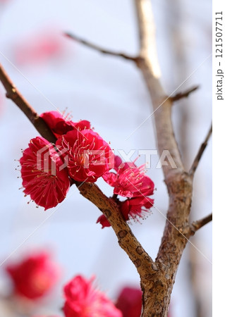 赤い梅の花 赤い梅の花 121507711